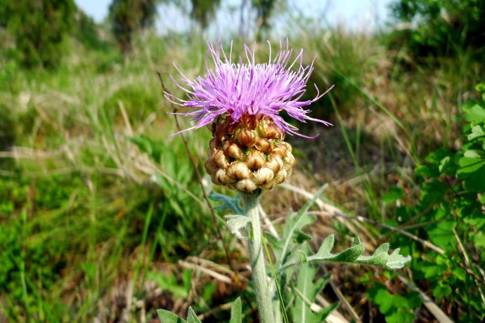 说文解字第263讲,说文解字第56课