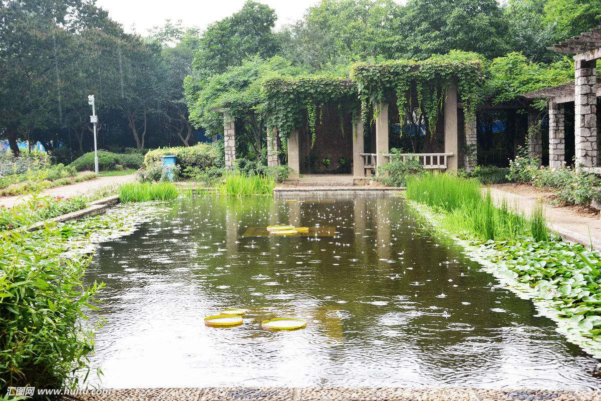 下雨天，室外鱼缸里的鱼儿可能要丢了性命！