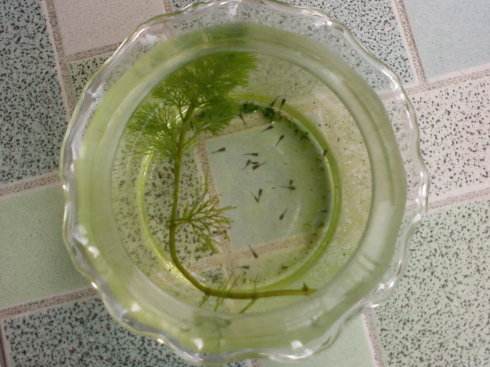 孔雀鱼鱼苗死亡是什么原因,鱼苗死亡掉甲是什么原因