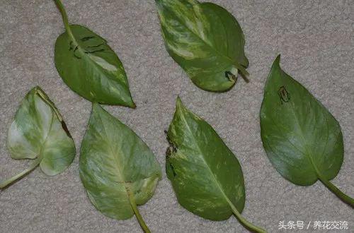 绿萝水培到土培注意事项,办公室的土培绿萝怎么养才能养好