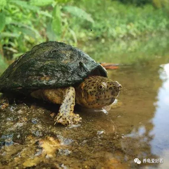 水龟不吃食趴缸是什么原因,黄喉拟水龟不下水