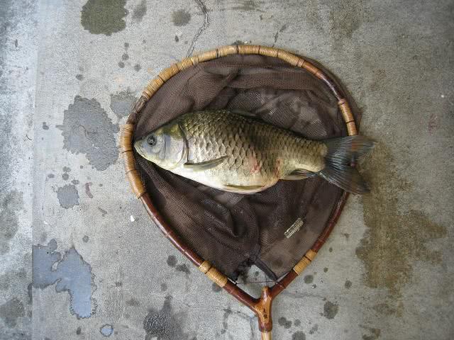 野生的鲫鱼很白正常吗,野生鲫鱼的最简单识别方法
