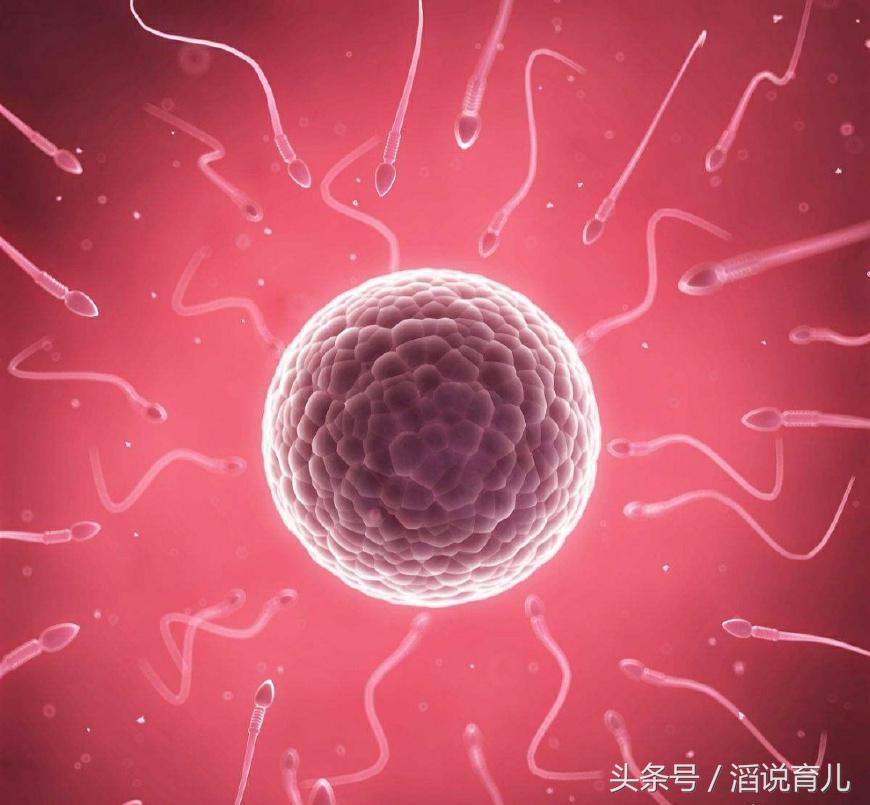 有些女性久久不能怀孕，精子都跑去哪里了？看完你可能就懂了
