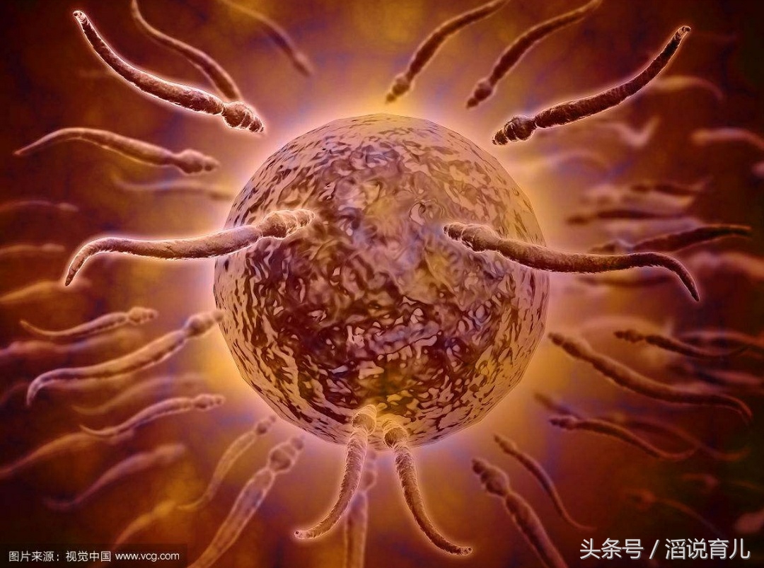 有些女性久久不能怀孕，精子都跑去哪里了？看完你可能就懂了