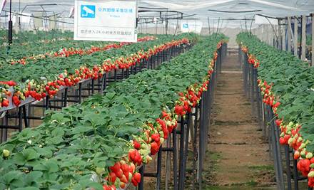 又到一年草莓种植季,你的草莓脱毒苗买好了吗,这6立体栽培方式有5大好处,值得你尝试