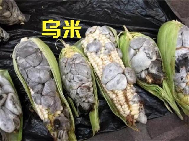 高粱地里的荞麦,高粱地里稻花香