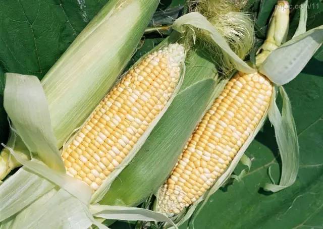 适合农村小型养殖的致富项目,适合农民的致富项目