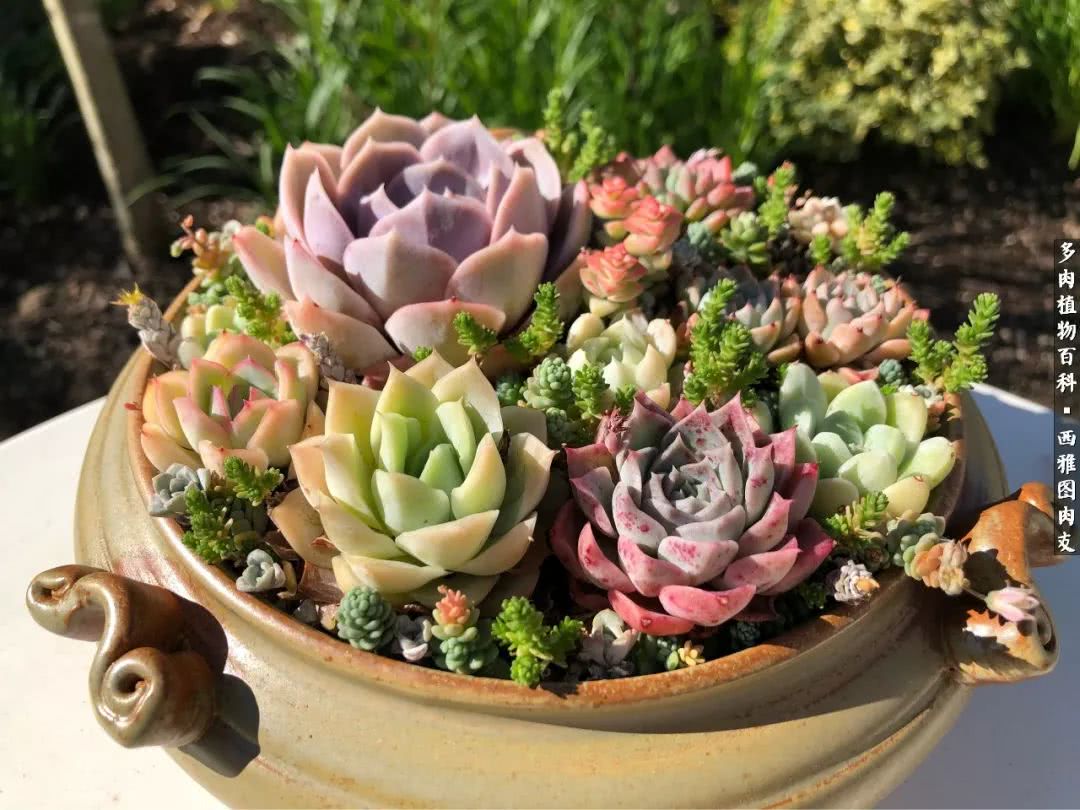 美国多肉,多肉西雅图