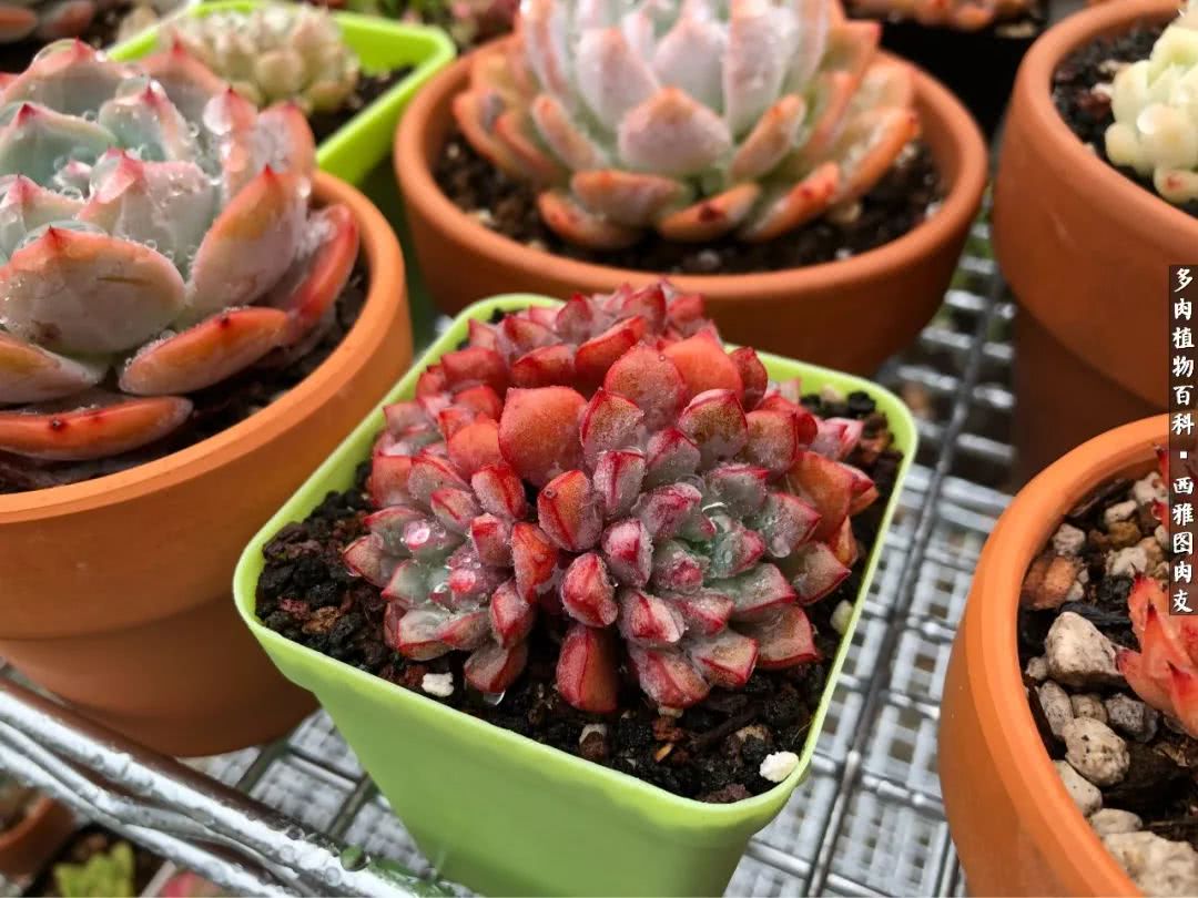 入坑几年的多肉新手,入坑多肉第一年景天科