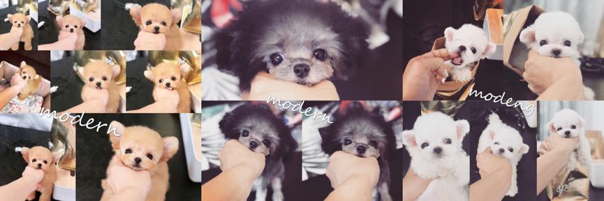 00后女大学生开宠物店月入过万,85后美女开店