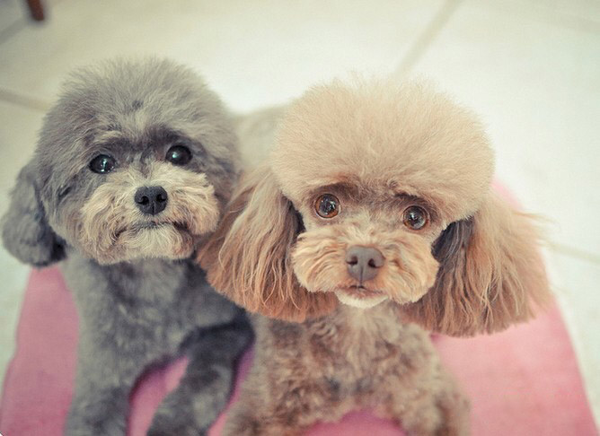 泰迪犬身上有皮屑怎么办,泰迪犬身上的体臭怎么清除