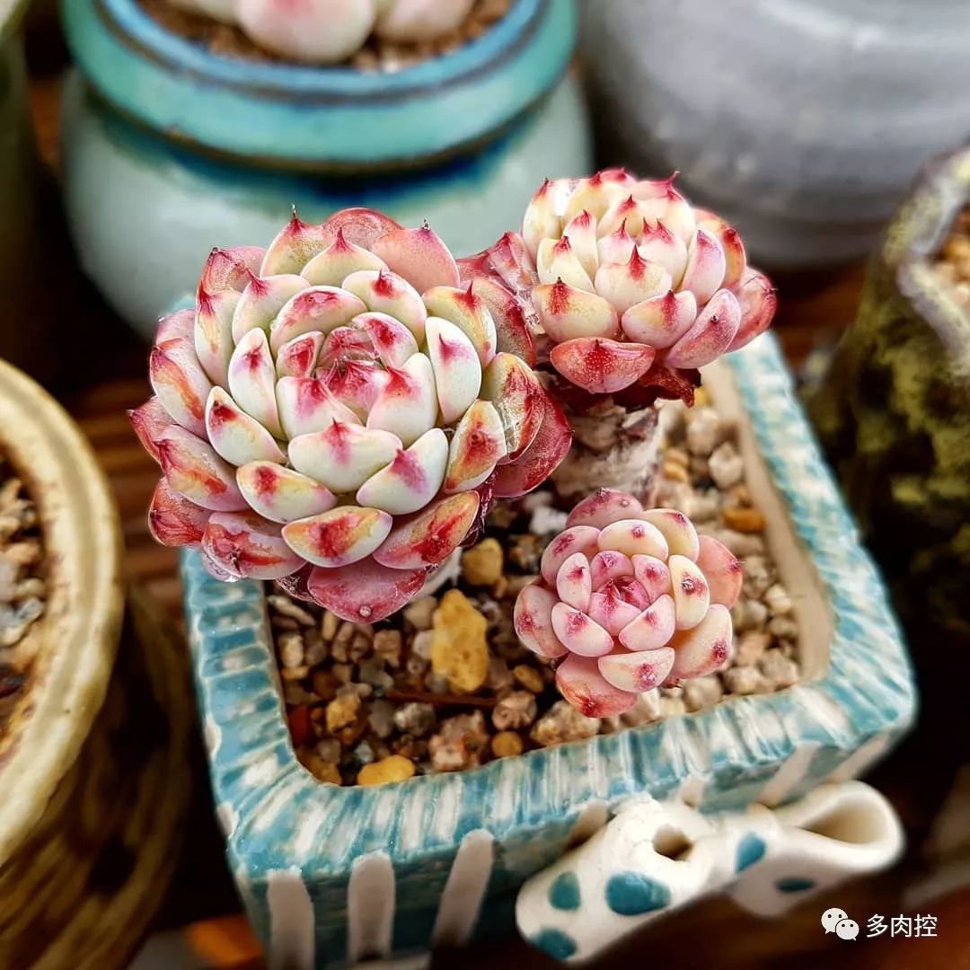 如何养好多多肉,怎么才能养好多肉盆栽