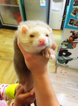 漂洋过海来看你的宠物新秀——雪貂