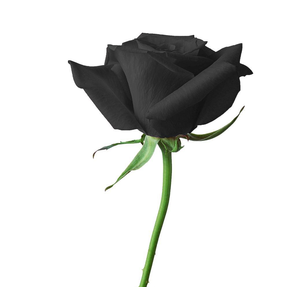 常见玫瑰花种类及图片名称,常见玫瑰花品种和寓意