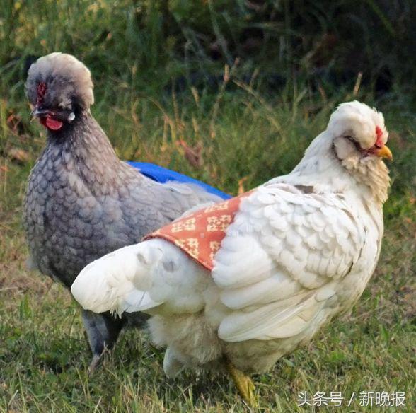 越来越多人养鸡当宠物，还有人卖鸡尿布发财了……