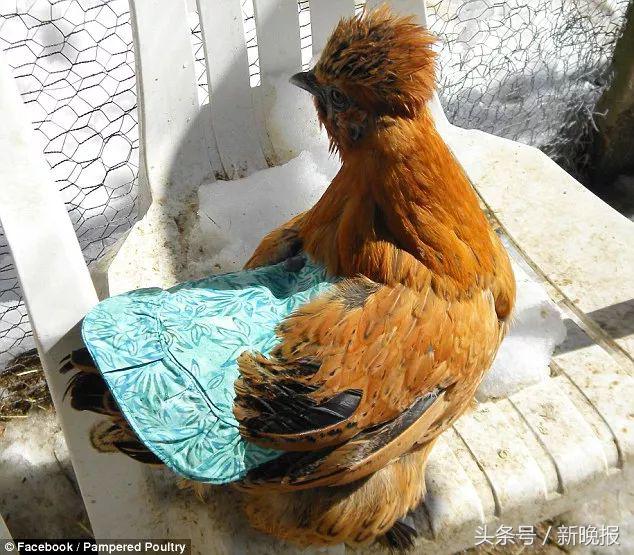 越来越多人养鸡当宠物，还有人卖鸡尿布发财了……