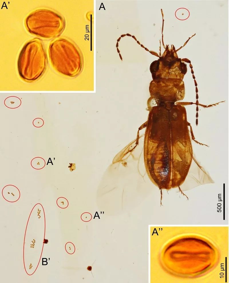 千年铁树竟然开花了,十年前铁树开花