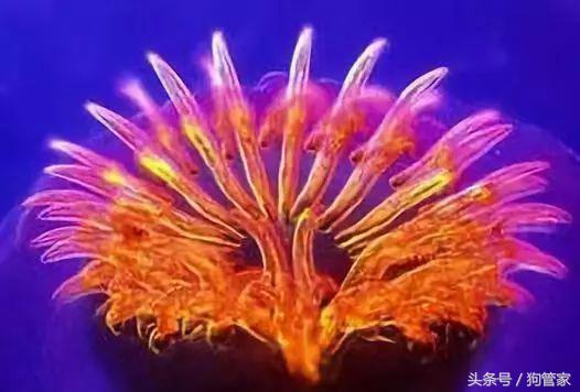 狗狗有皮肤病同时可以体内驱虫吗,狗狗体内驱虫应该从什么时候开始