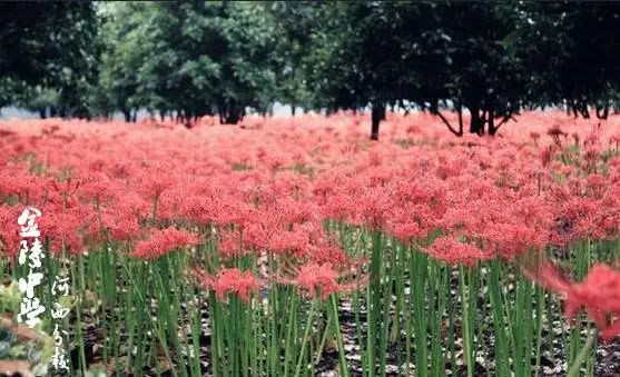 金陵中学河西分校和河西金陵中学,金陵中学河西分校是民办还是公办