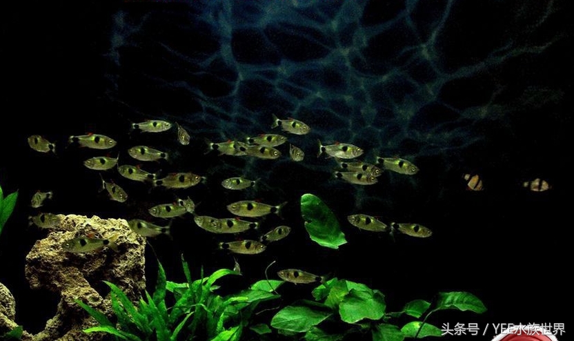 鱼店误把马克当灯鱼卖给我，半缸灯鱼成了饲料，我亏了还是赚了？