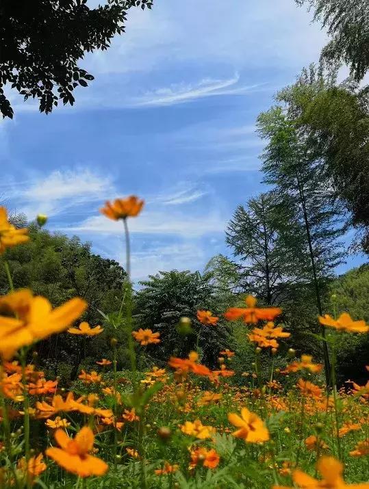 宜兴竹海吹起了一股简洁风,吹来了一波纯色壁纸~