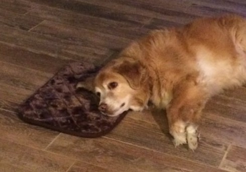 妈妈订床的时候不小心买成XS，乖乖狗不想伤妈妈假装很感激超辛苦