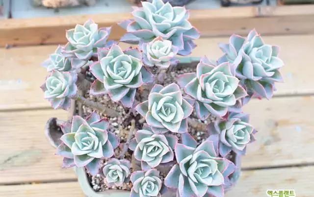 多肉老桩,美到爆炸,拥有一株做梦都会笑!