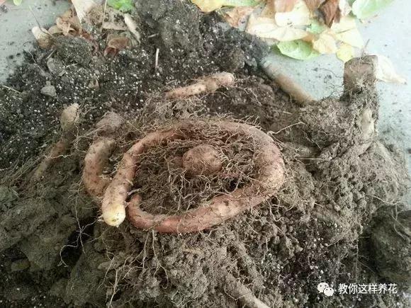 山药发芽全过程,山药发芽了埋地里行不