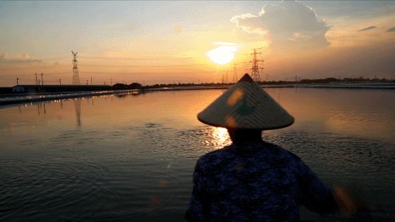 正宗阳澄湖大闸蟹到底长啥样,正宗阳澄湖大闸蟹到底什么样子