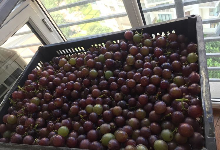 自酿葡萄酒怎么判断葡萄酒坏掉了,葡萄酒怎么酿家庭版