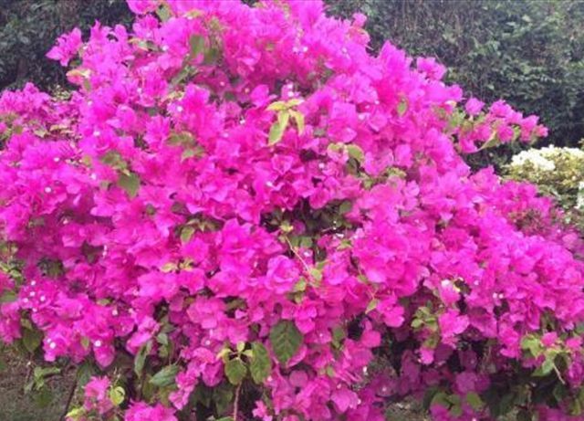 中国红三角梅叶子发卷吗,三角梅干的叶子发卷怎么办