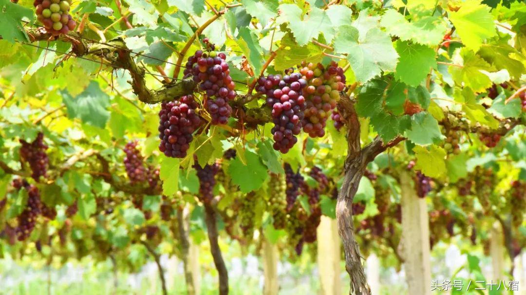 陈柏霖纳米比亚自驾游视频,陈柏霖在沙漠开车