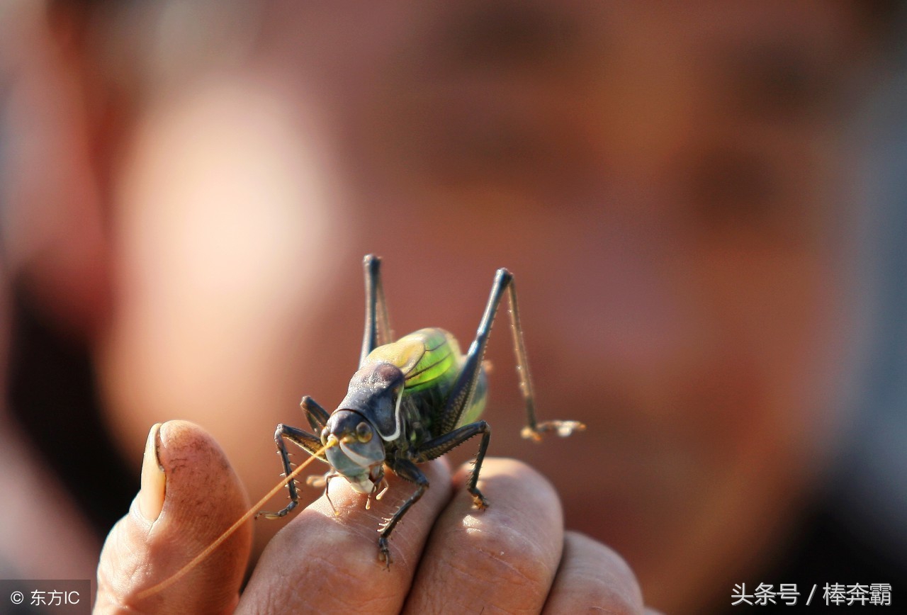 森林里容易咬人的小虫子有哪些,国内常见会咬人的昆虫图片