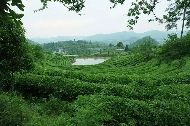 湖南千亿茶产业,湖南茶业产业发展现状