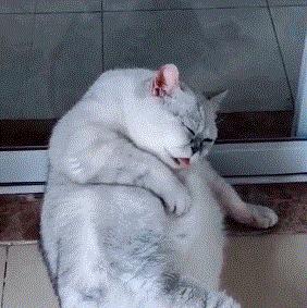 被猫主子舔毛,大早上被猫主子舔醒