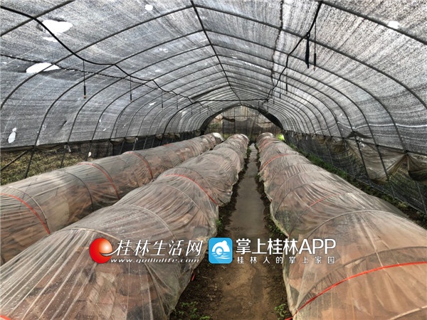 桂林中草药种苗种植创收,广西桂林种植什么中药材赚钱