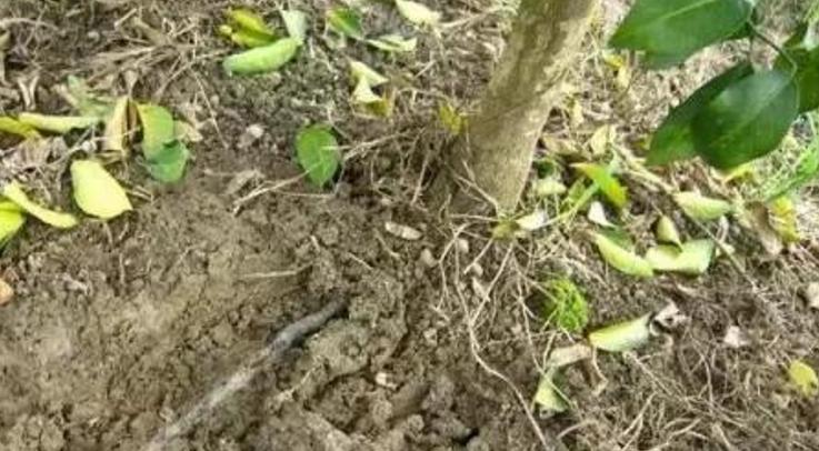 砂糖橘黄化一定是黄龙病吗？从以下几个方面治理！