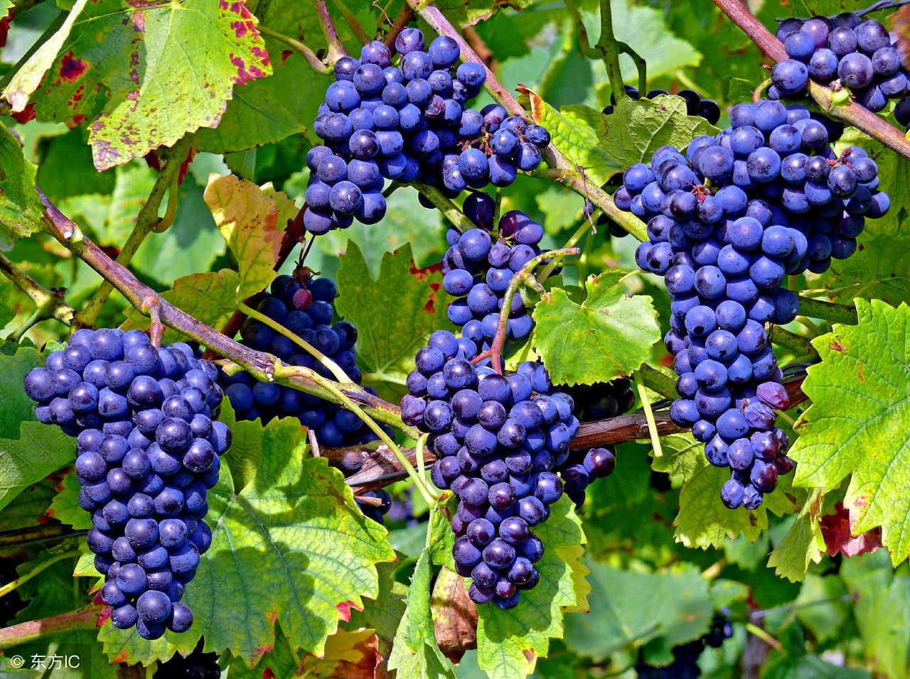 葡萄成熟期用哪些药不影响转色,葡萄迟迟不熟是什么原因