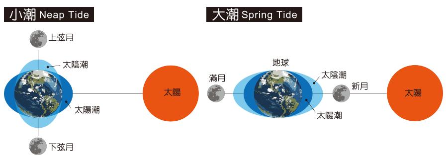 海边贝类种类,各种贝类的名称