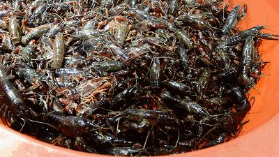 科巷菜场改造效果图,科巷菜场的变迁