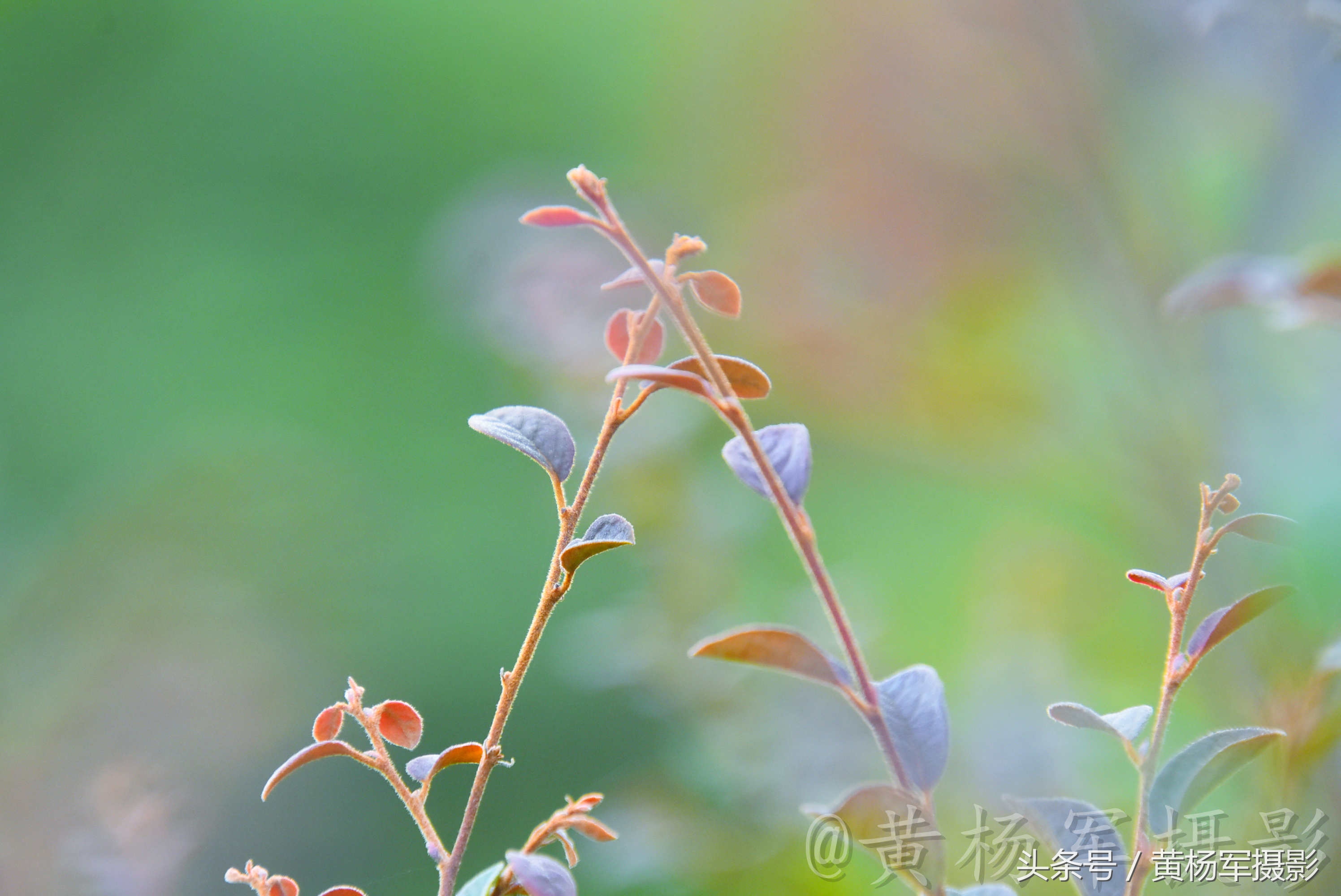 遇见·红花继木·的美