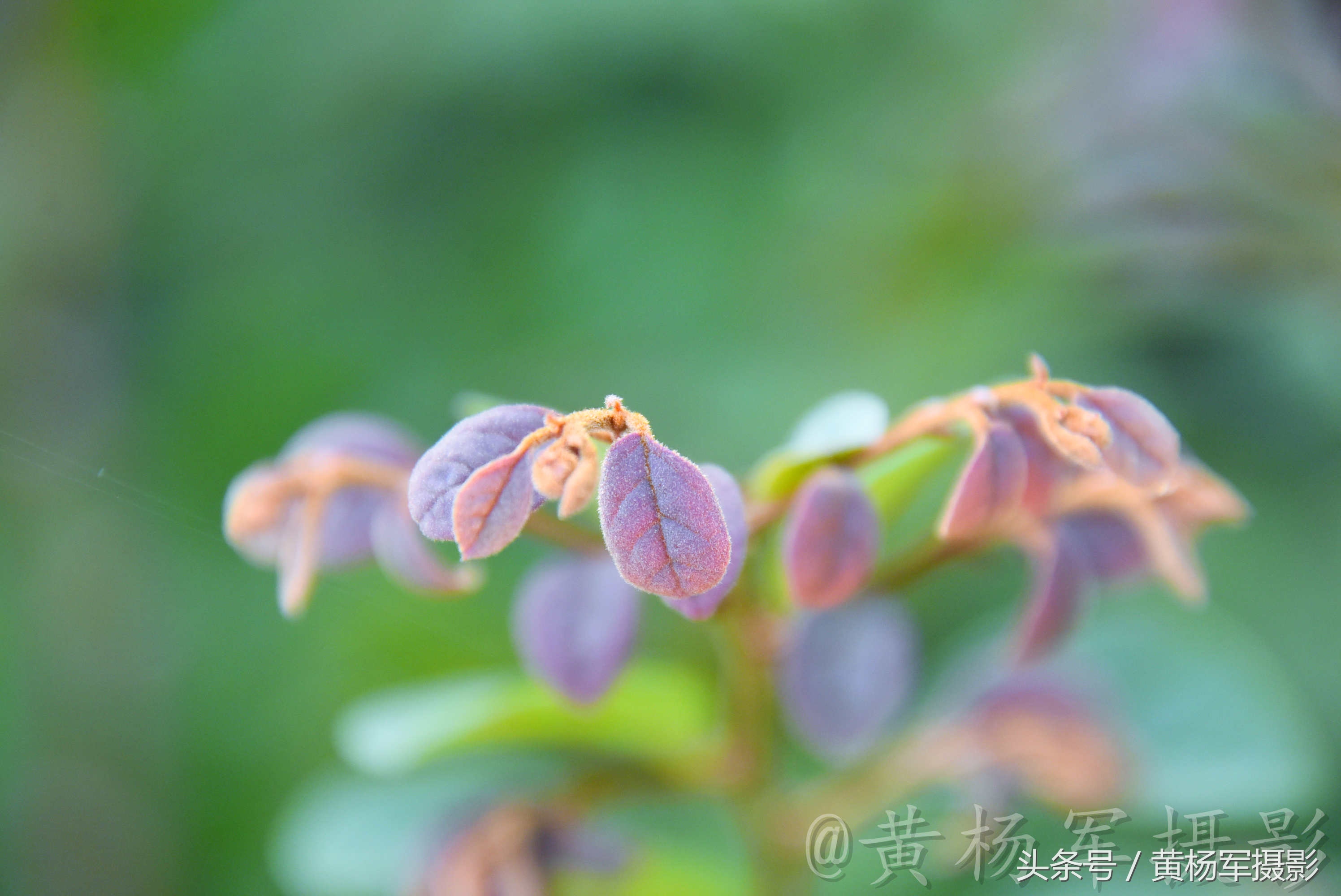 遇见·红花继木·的美