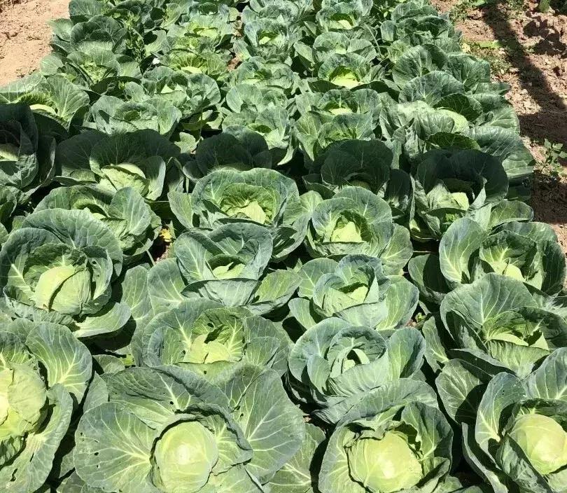 北京周边好玩的休闲生态农场推荐,北京近郊休闲生态农场有哪些地方