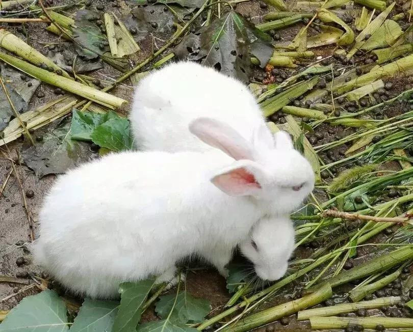 北京周边好玩的休闲生态农场推荐,北京近郊休闲生态农场有哪些地方