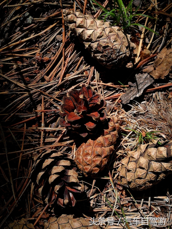 漠河抚远自驾,漠河抚远旅游攻略