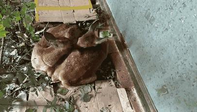 我们救的那几只狍子，全世界最美