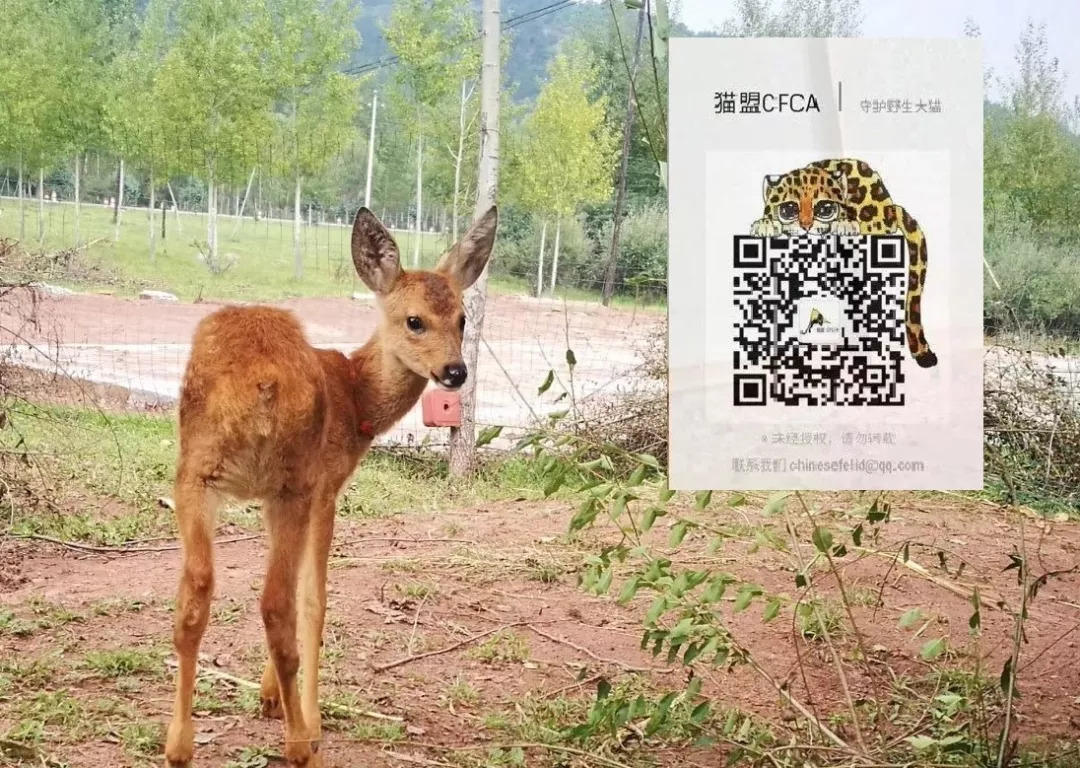 我们救的那几只狍子，全世界最美