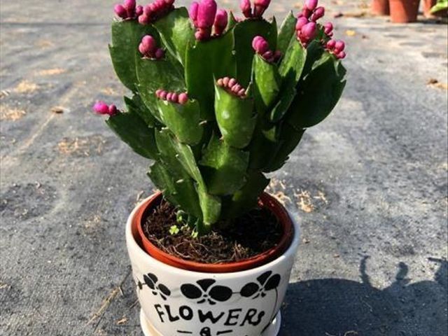 如何把蟹爪兰养得又直又壮,养蟹爪兰有两个诀窍