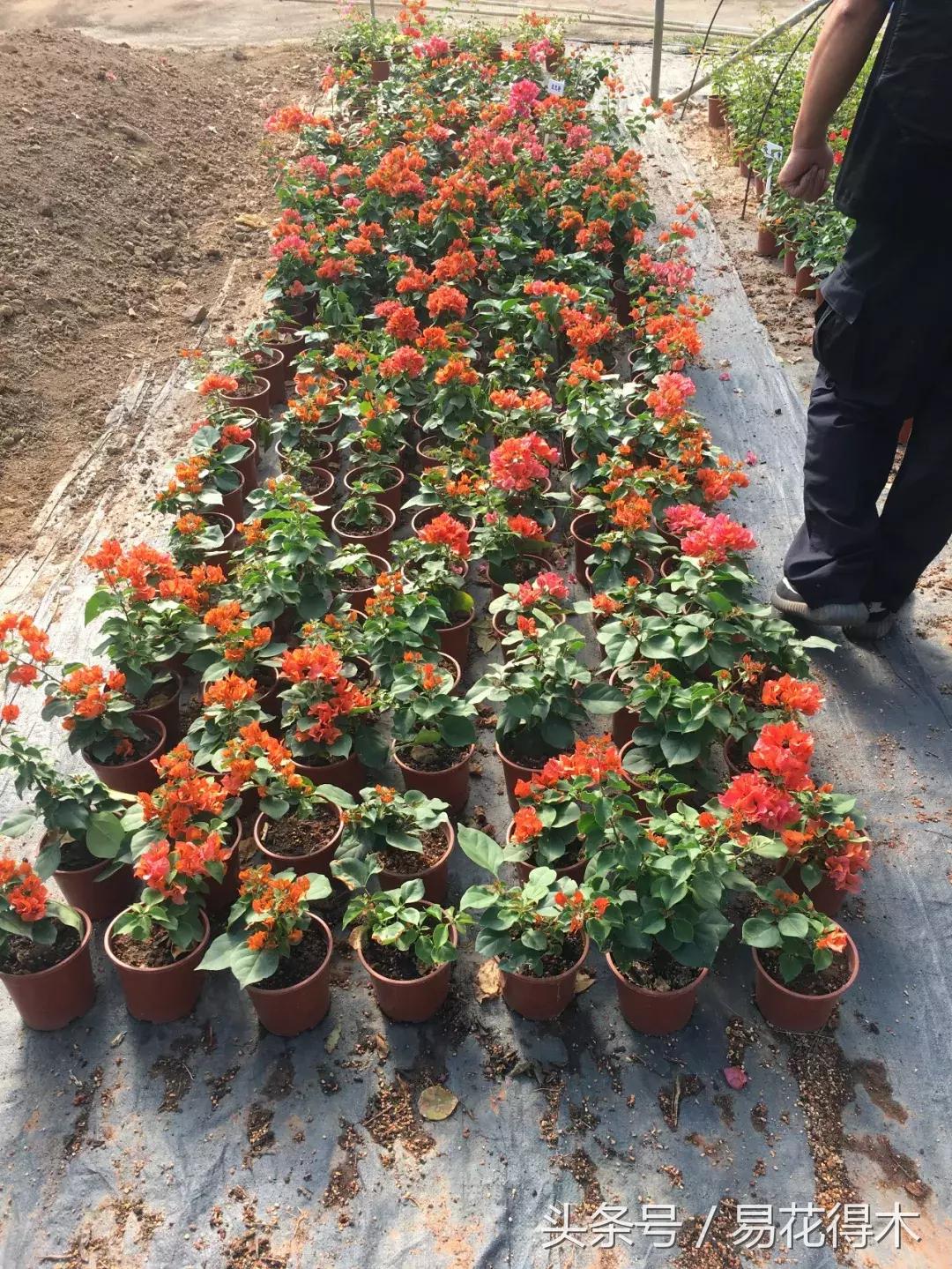 老枝杜鹃如何扦插,老枝杜鹃怎么扦插