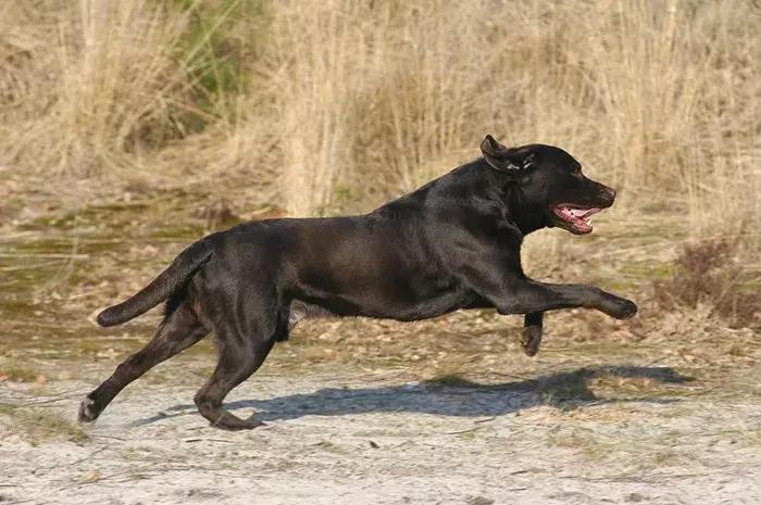 拉布拉多不养了怎么办,拉布拉多不护主人